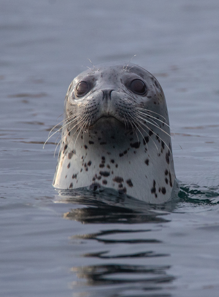 Spotted Seal Phoca Largha Know Your Mammals