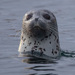 Spotted Seal - Photo (c) Maksim Antipin, some rights reserved (CC BY-NC), uploaded by Maksim Antipin