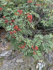 Sorbus matsumurana, photograph (c) 岸本年郎, some rights reserved (CC BY)