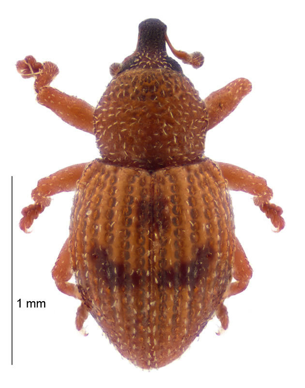 Notinus