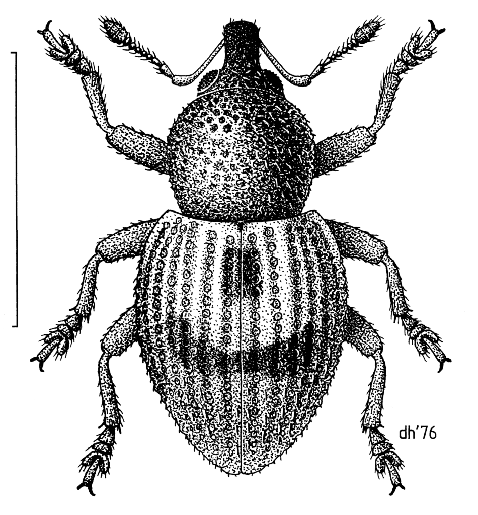 Notinus aucklandicus