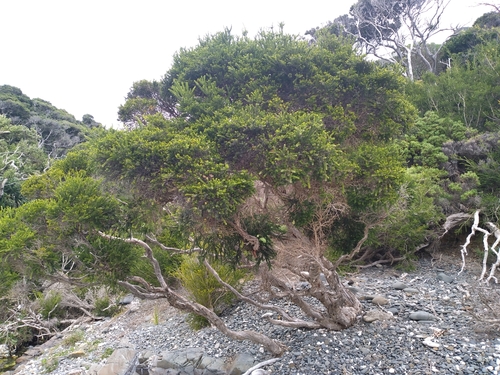 Image of Melaleuca howeana by (c) Leon Perrie, some rights reserved (CC BY)