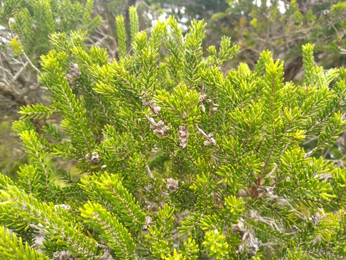 Image of Melaleuca howeana by (c) Leon Perrie, some rights reserved (CC BY)