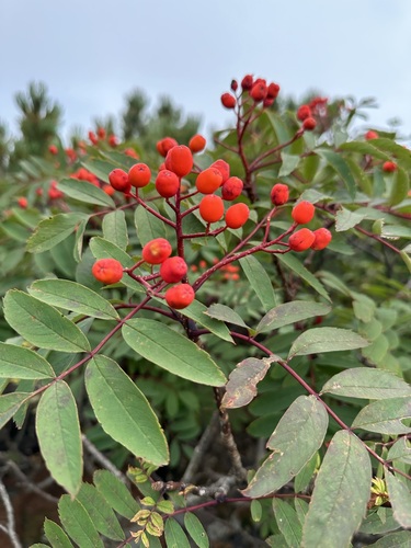 Sorbus matsumurana, photograph 4