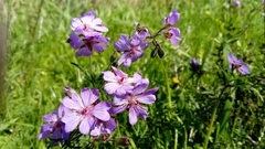 Geranium tuberosum