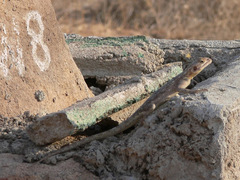 Agama dodomae dodomae