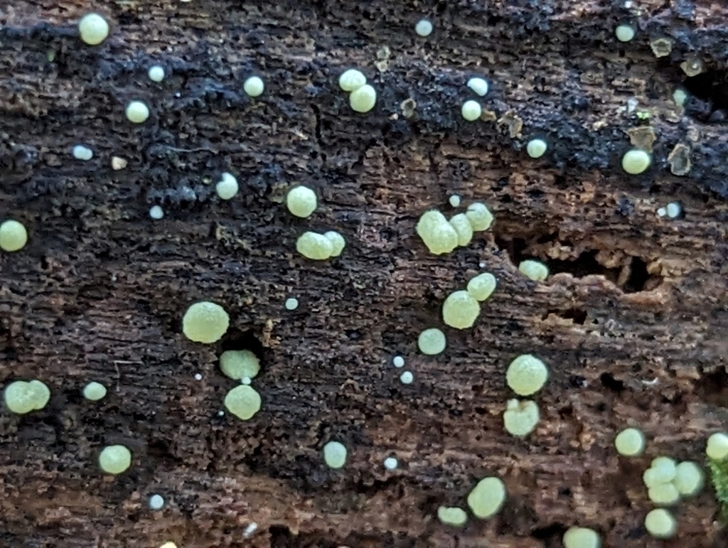 Trichoderma gelatinosum from Rosendale, NY 12472, USA on September 15 ...