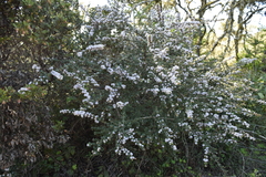 Ceanothus gloriosus exaltatus