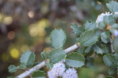 Ceanothus gloriosus exaltatus