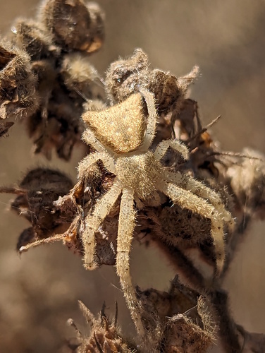 Hairy Crab Spider