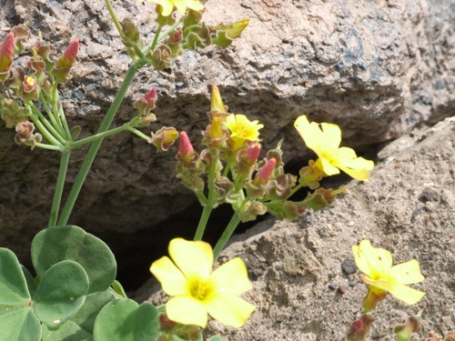 Image of Oxalis megalorrhiza by (c) cstobie, some rights reserved (CC BY)