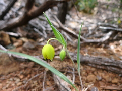 Calochortus amabilis