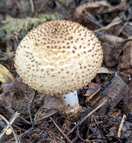 Echinoderma asperum