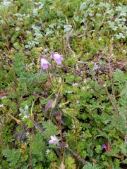 Erodium cicutarium