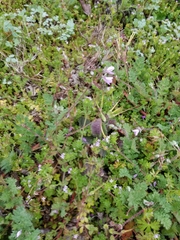 Erodium cicutarium