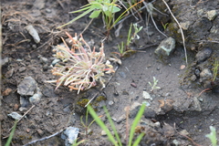 Claytonia exigua