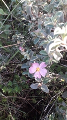 Cistus parviflorus