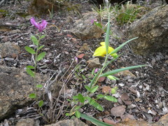 Calochortus amabilis