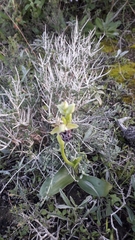 Ophrys kotschyi