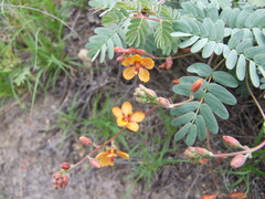 Hoffmannseggia prostrata