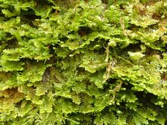 Lepidolaena taylorii