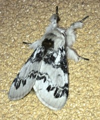 Iropoca rotundata