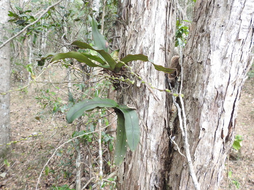 Image of Rhinerrhiza divitiflora by (c) Scott W. Gavins, some rights reserved (CC BY)