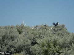 Egretta garzetta dimorpha