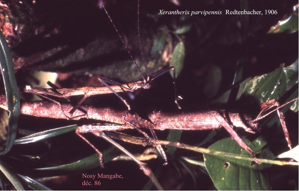 Xerantherix parvipennis