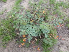 Hoffmannseggia prostrata