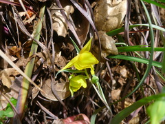 Calochortus amabilis