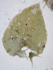 Lepidolaena taylorii