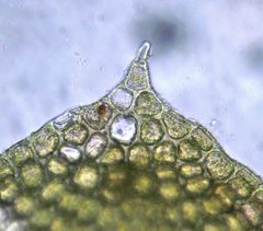 Lepidolaena taylorii