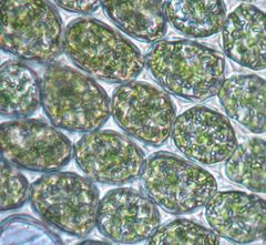 Lepidolaena taylorii