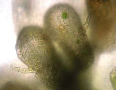 Lepidolaena taylorii