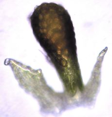 Lepidolaena taylorii
