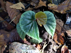 Green Edge Begonia (Begonia prasinimarginata)