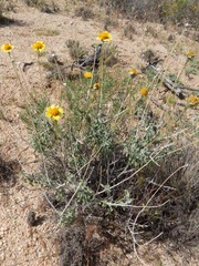 Encelia virginensis
