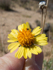 Encelia virginensis