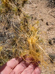 Cuscuta indecora