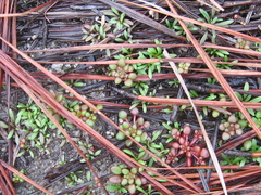Sedum smallii