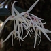 Dendrobium angustum - Photo 由 Michelle Colpus 所上傳的 (c) Michelle Colpus，保留部份權利CC BY-NC