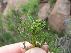 Ambrosia artemisioides