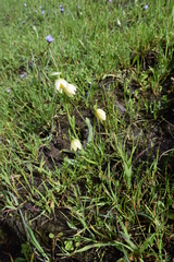 Fritillaria liliacea