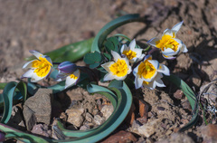 Tulipa biflora