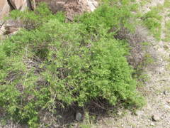 Ambrosia artemisioides