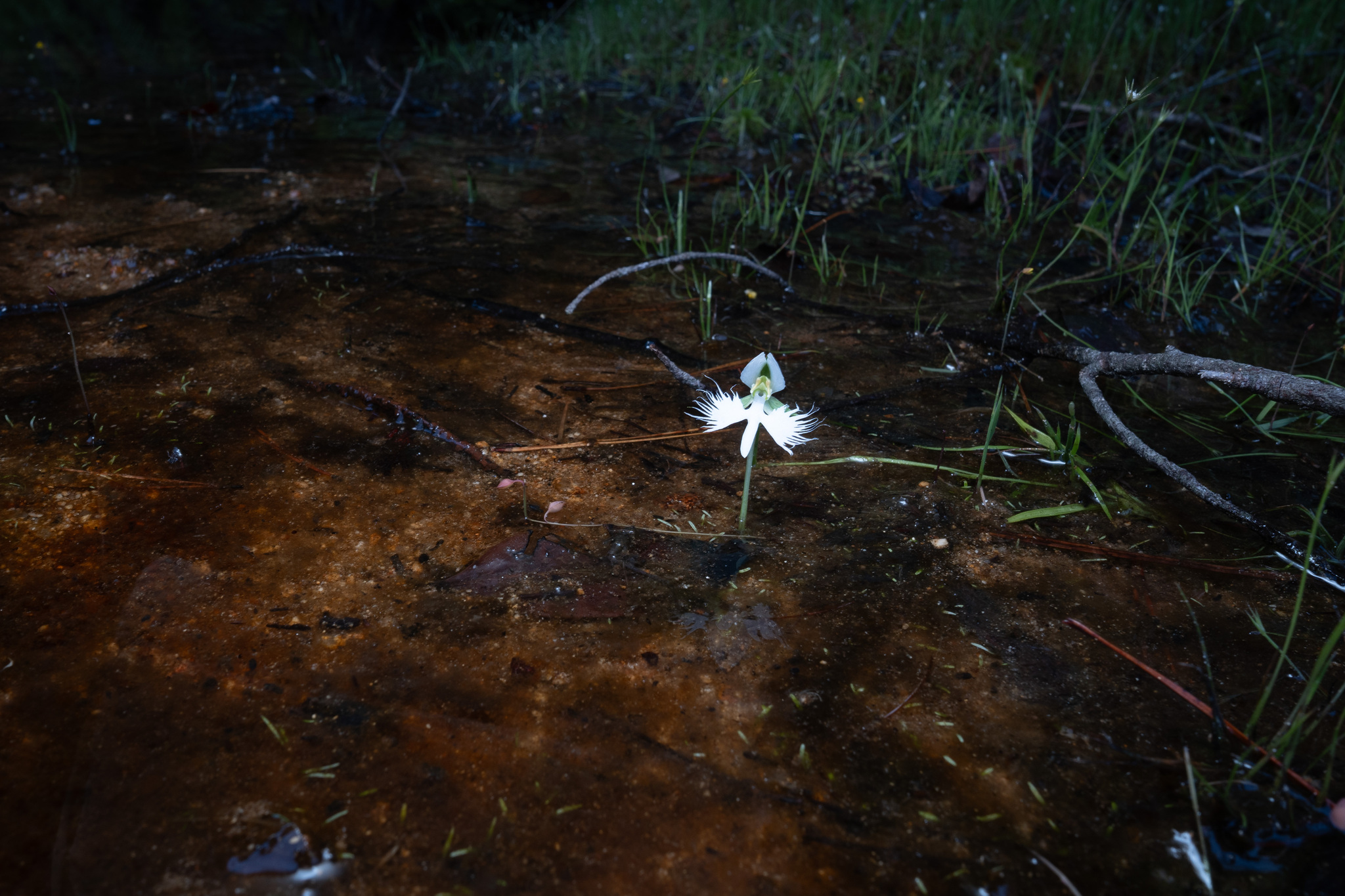 Imagem de Orquídea-rabo-de-rato