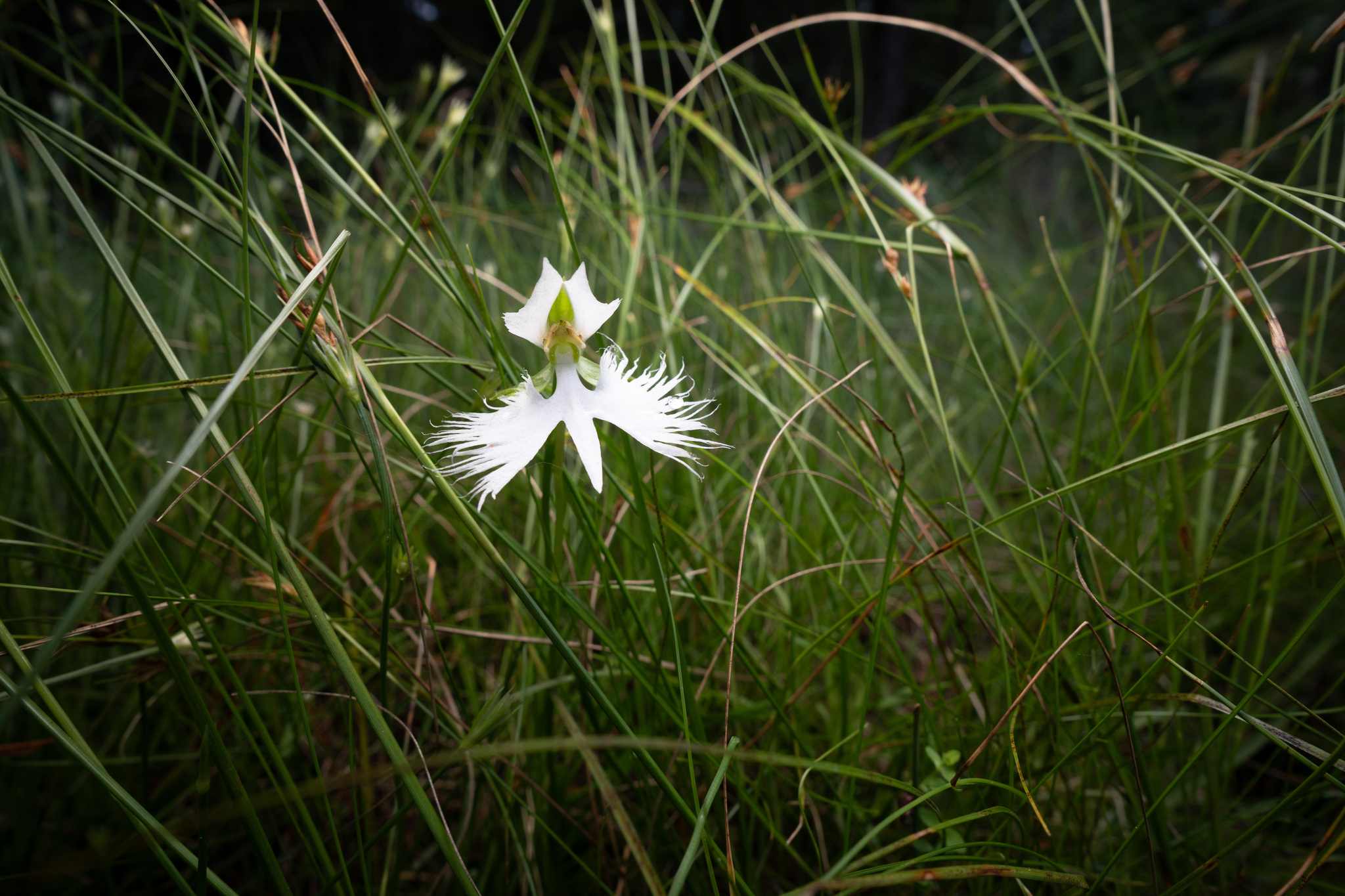 Imagem de Orquídea-rabo-de-rato