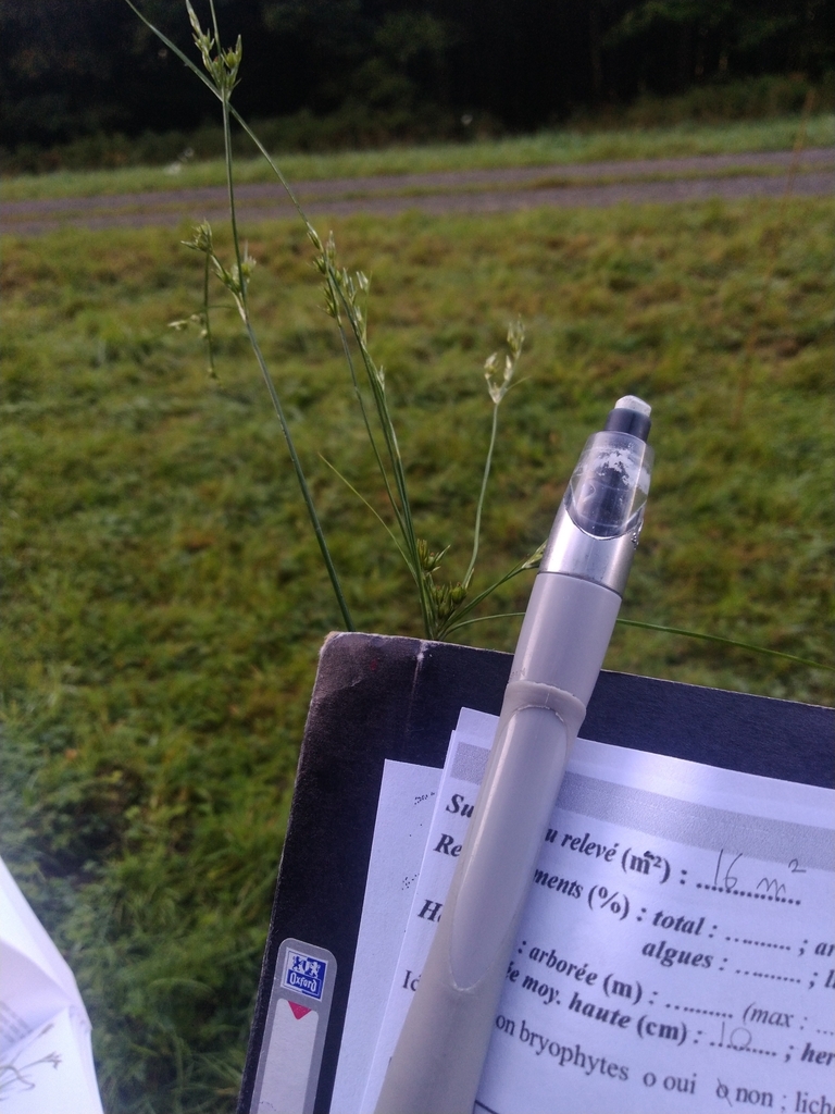 Slender Path Rush from 61320 La LandedeGoult, France on September 19