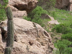 Microlophus peruvianus